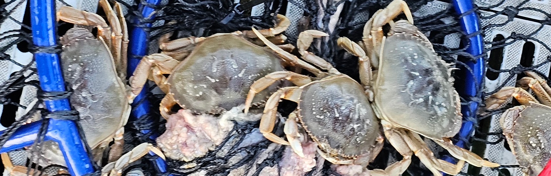 Crabbing